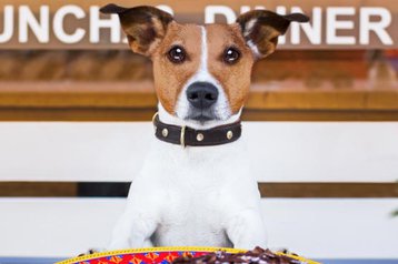 10 restaurantes pet friendly para levar o seu melhor amigo a jantar fora