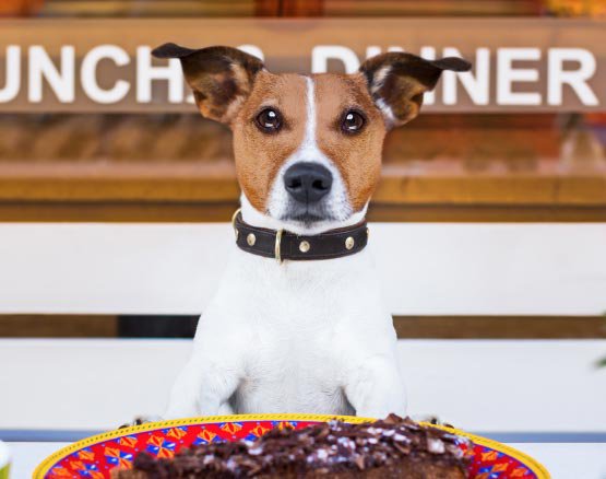 10 restaurantes pet friendly para levar o seu melhor amigo a jantar fora